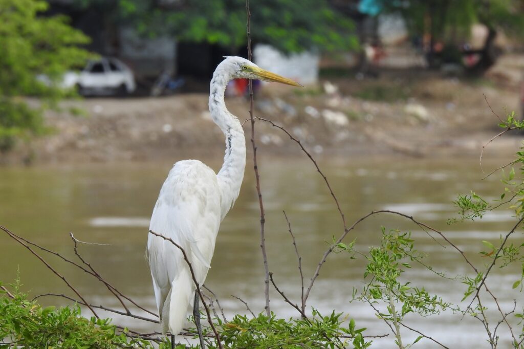 Garza blanca junto a cuerpo de agua