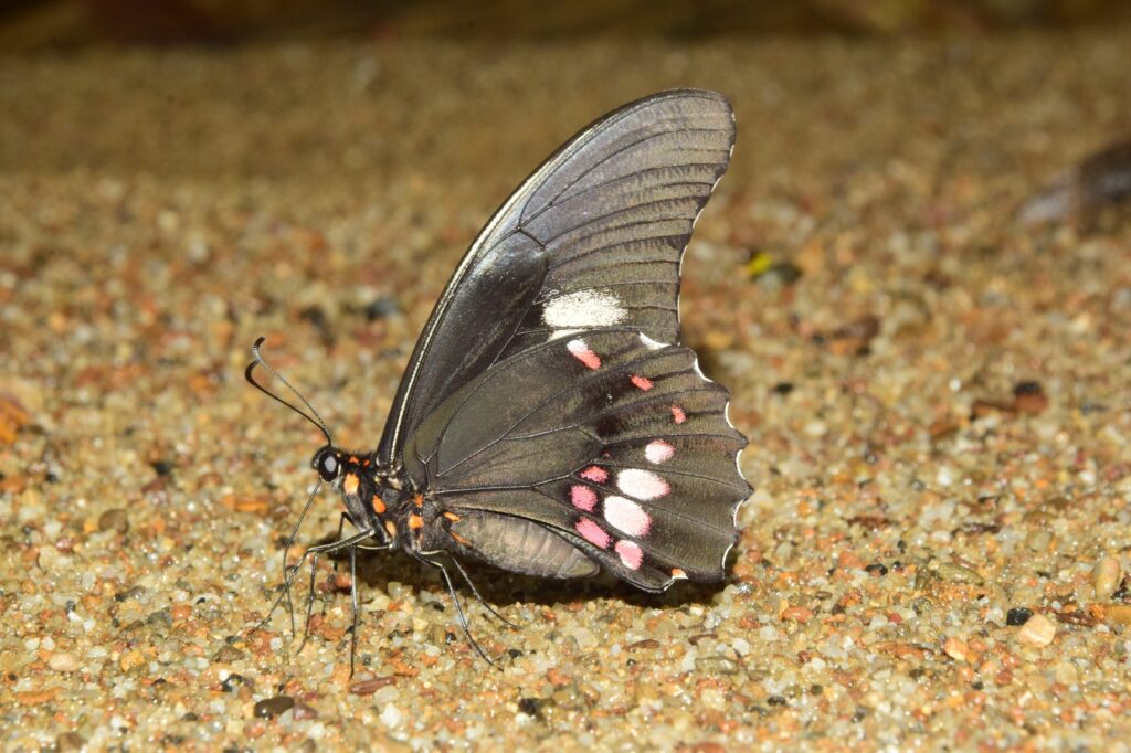 Mariposa registrada en el monitoreo de biodiversidad
