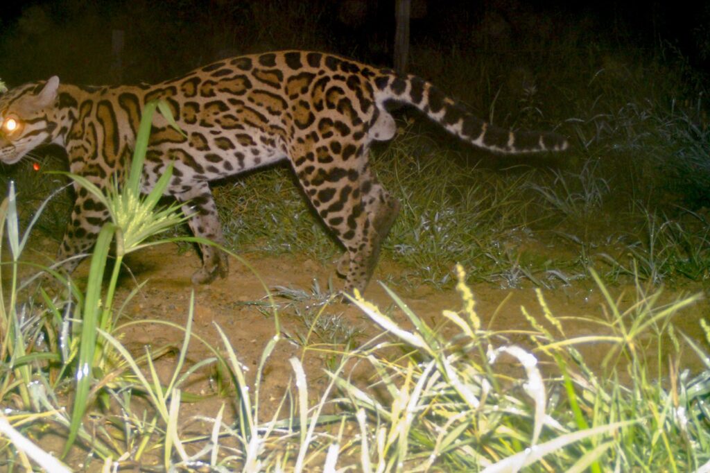Ocelote registrado por cámara trampa en áreas de conservación de Reforestadora del Sinú