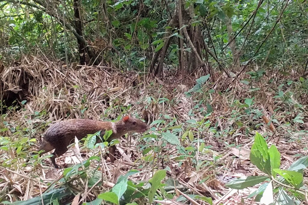 Ñeque registrado por cámara trampa en el bosque