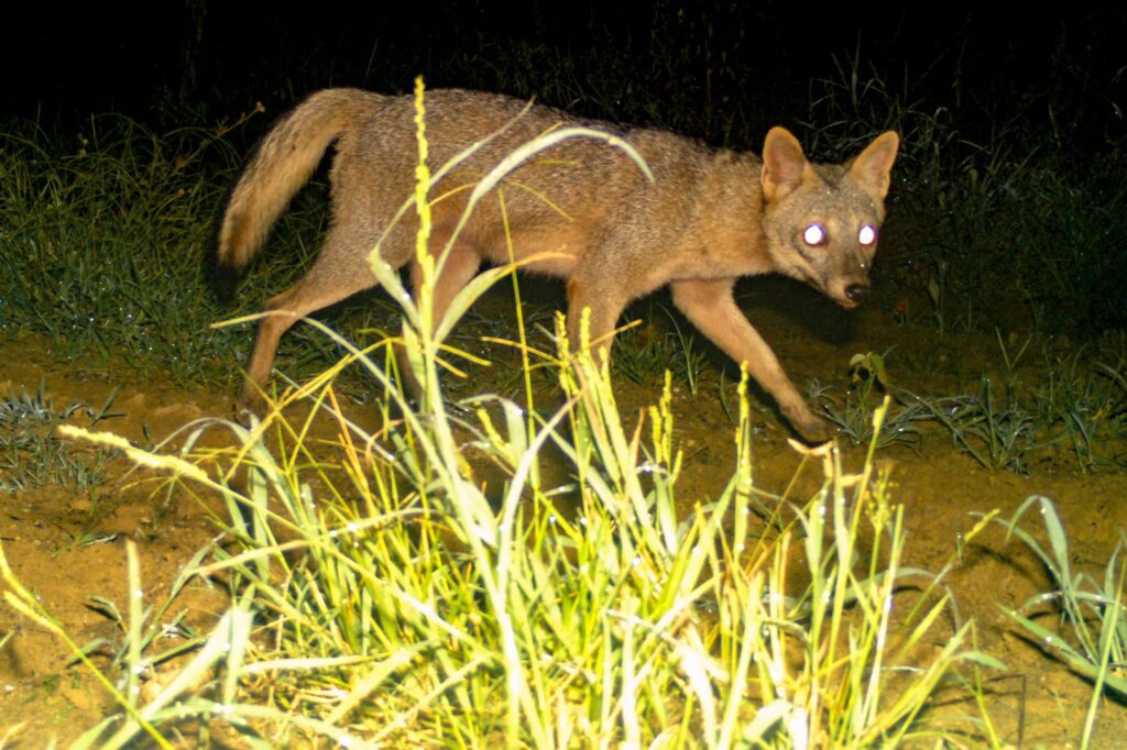 Zorro perruno registrado por cámara trampa