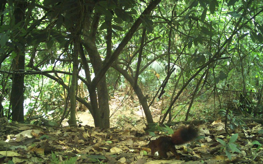 Ardilla registrada por cámara trampa