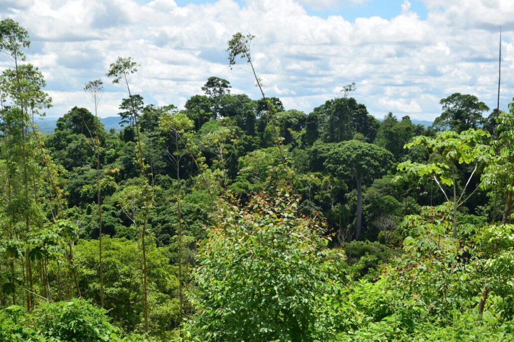 Cobertura de bosque natural en la Red de Áreas de Conservación