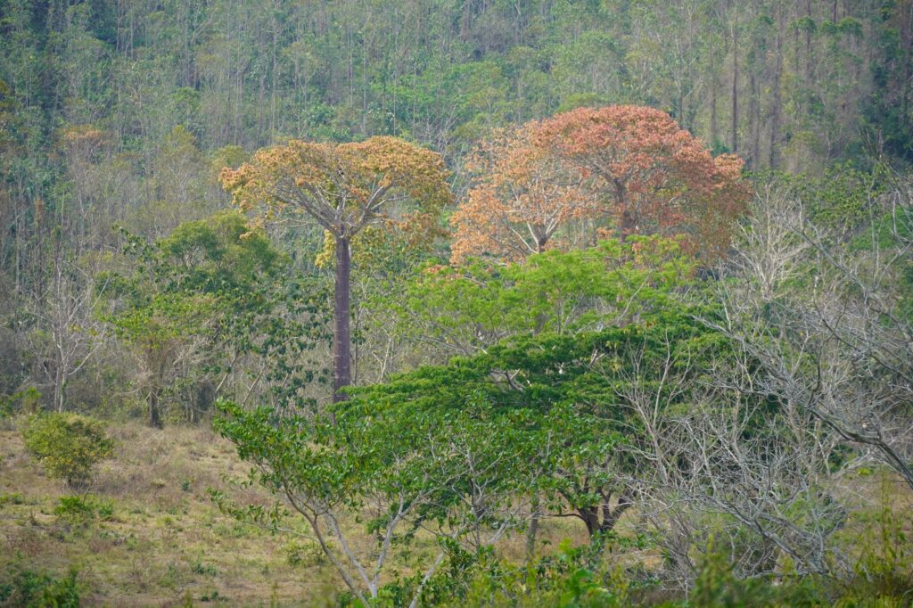 Bosque natural en floración dentro de las áreas de conservación