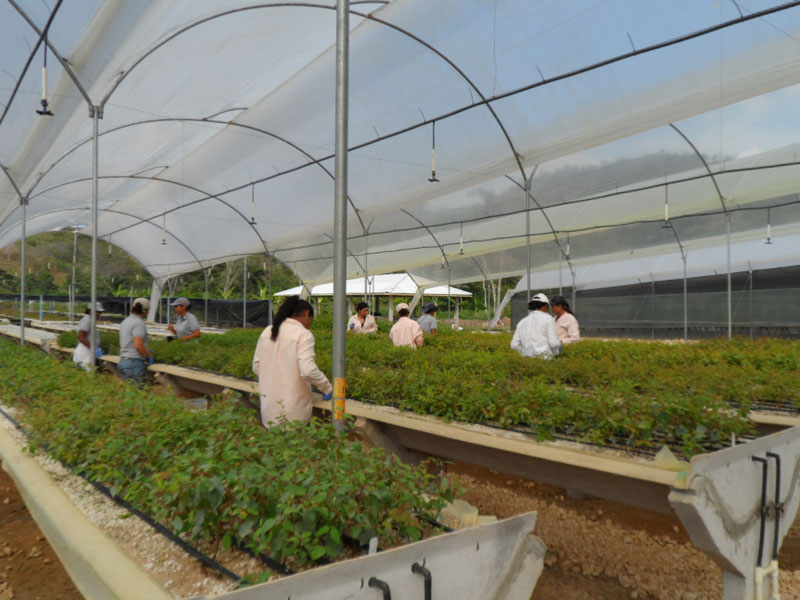 Vivero-2
