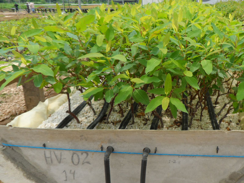 Vivero-Clones