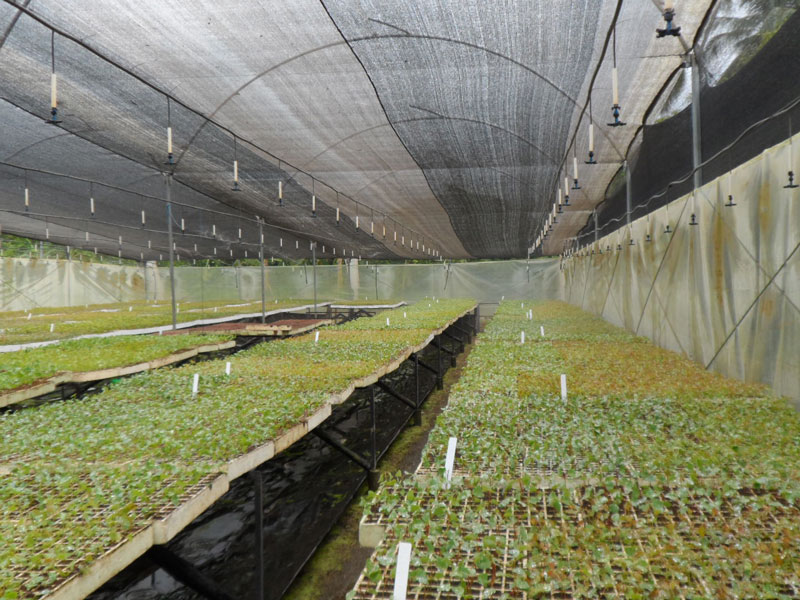 Vivero